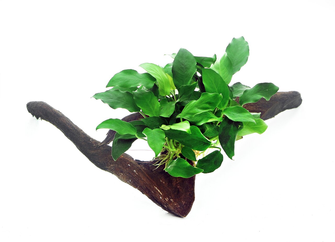 Das Bild zeigt eine grüne Aquarienpflanze der Marke ALOHA, die auf einem dekorativen Holzstück befestigt ist. Die Pflanze ist für Aquarienliebhaber geeignet und dient als natürlicher Blickfang sowie als Versteckmöglichkeit für Fische. Die Blätter sind krä
