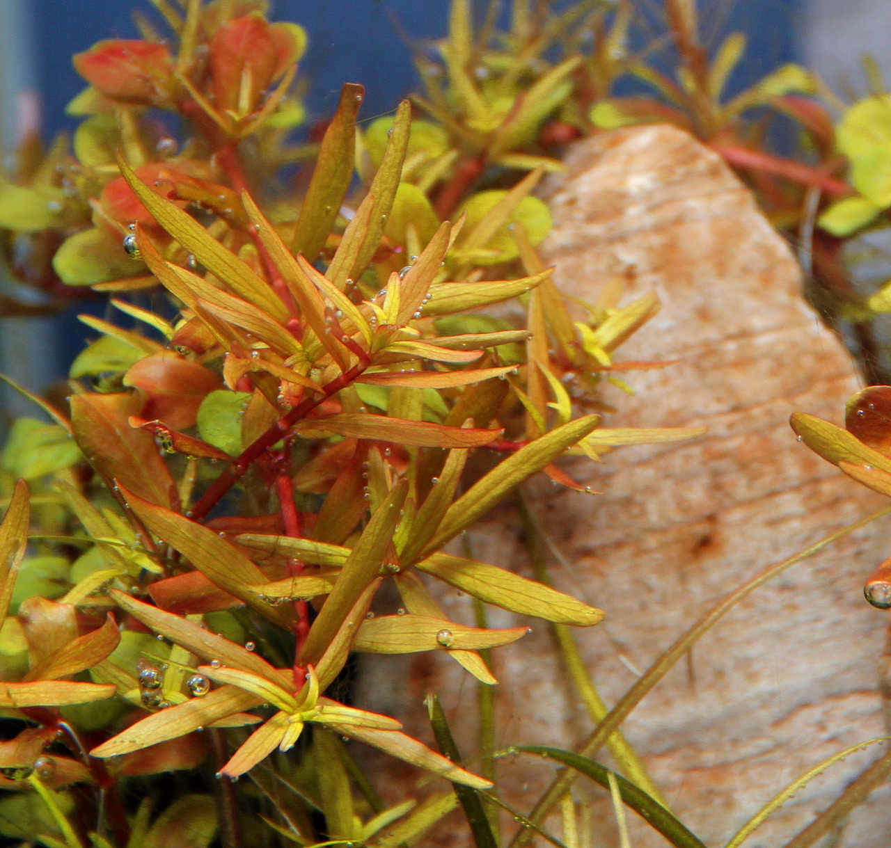 Das Bild zeigt eine Nahaufnahme von leuchtend orange-gelben Wasserpflanzen der Art Ludwigia repens, die in einem Aquarium wachsen. Im Hintergrund ist ein heller, steinartiger Dekorationsgegenstand zu sehen. Die Pflanzen sind mit kleinen Luftblasen bedeckt