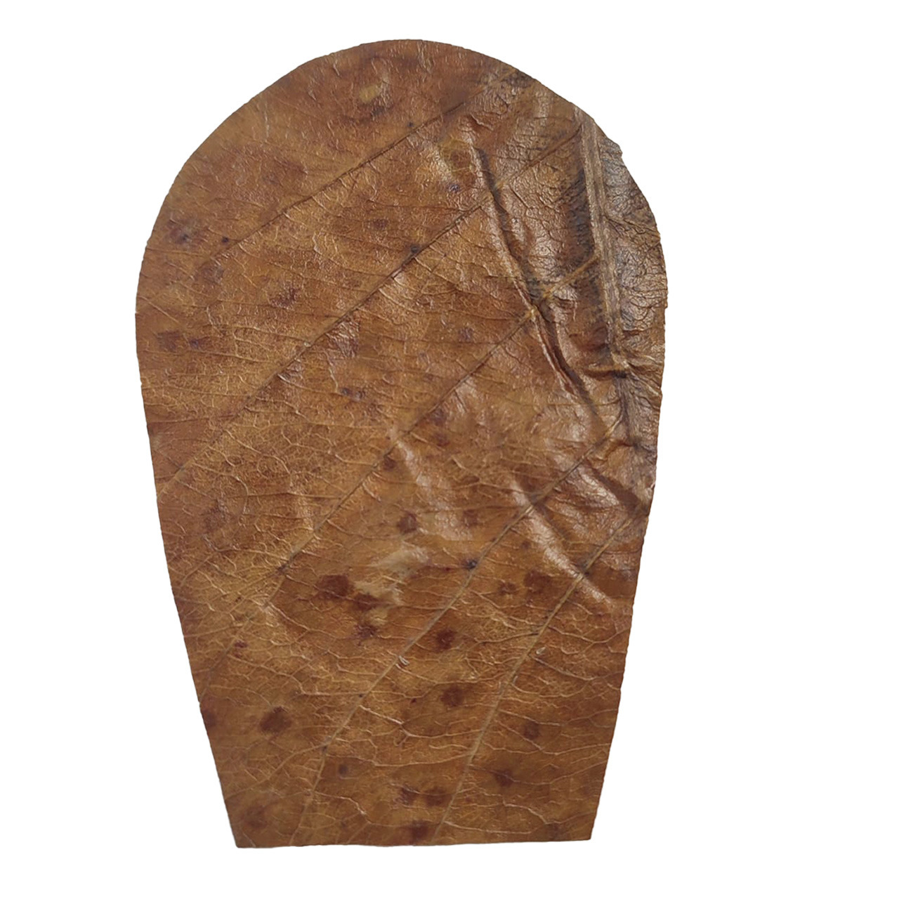 ALOHA Seemandelbaumblatt, für Aquarien/Terrarien, natürliche Wasseraufbereitung, fördert Fisch-/Garnelengesundheit, oval, ungefaltet.