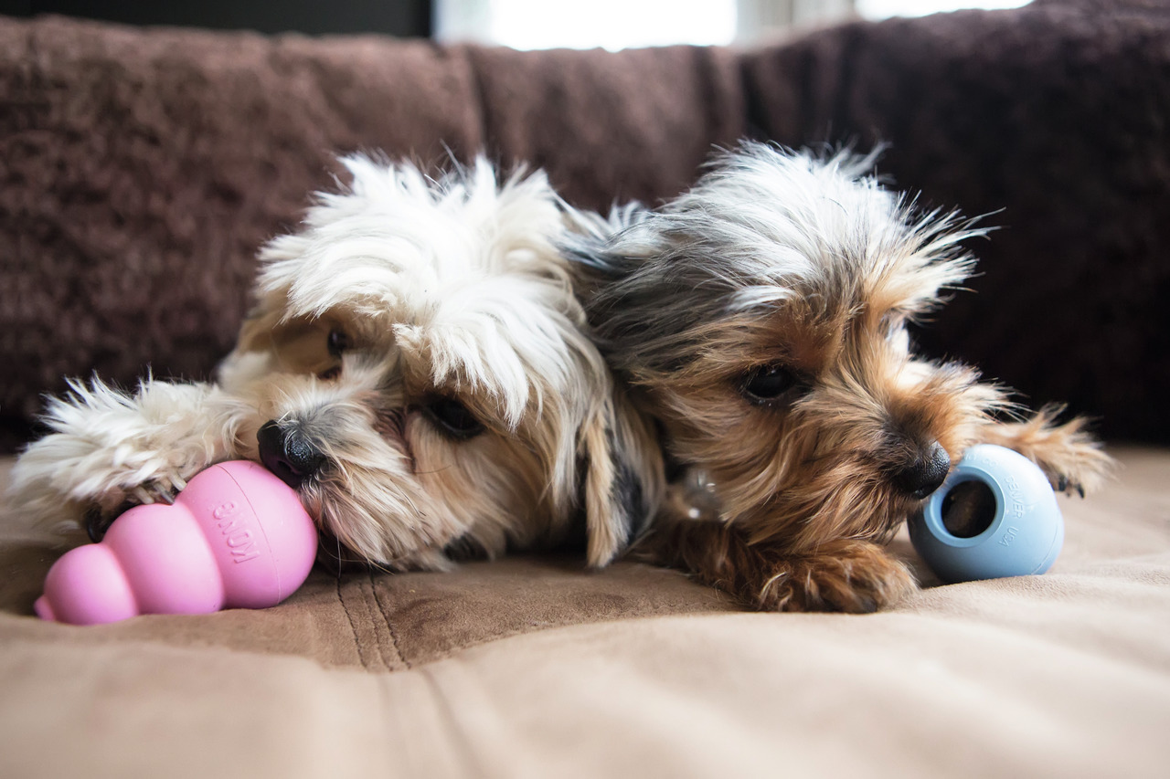 KONG Puppy Medium Hundespielzeug
