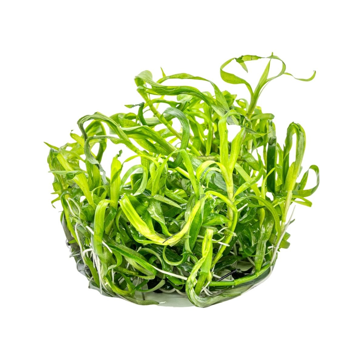 ALOHA Heteranthera zosterifolia Cup C138