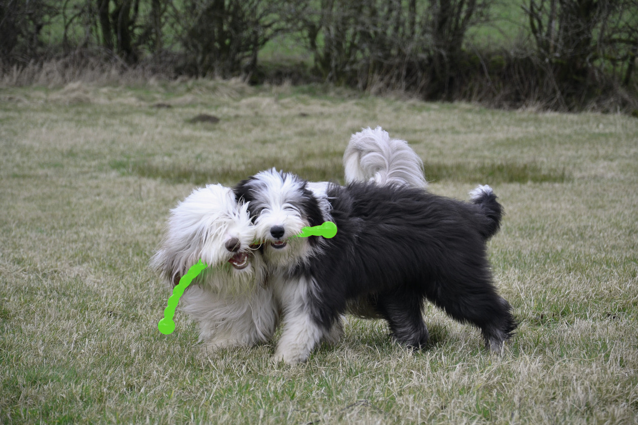 KONG Safestix M Hundespielzeug