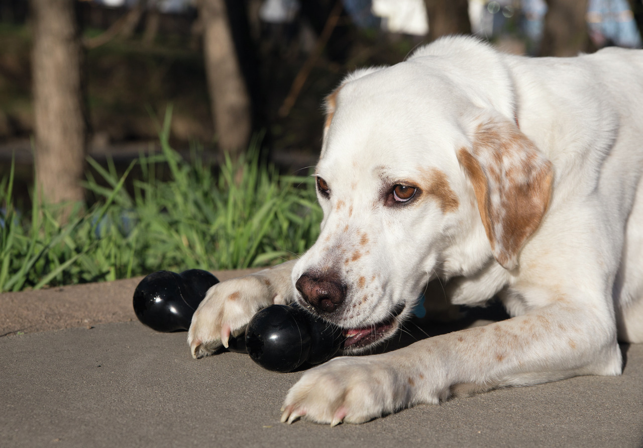 KONG Extreme Hundespielzeug, robustes Kauspielzeug für mittelgroße-große Hunde mit starkem Kaubedarf, für langanhaltenden Spielspaß.
