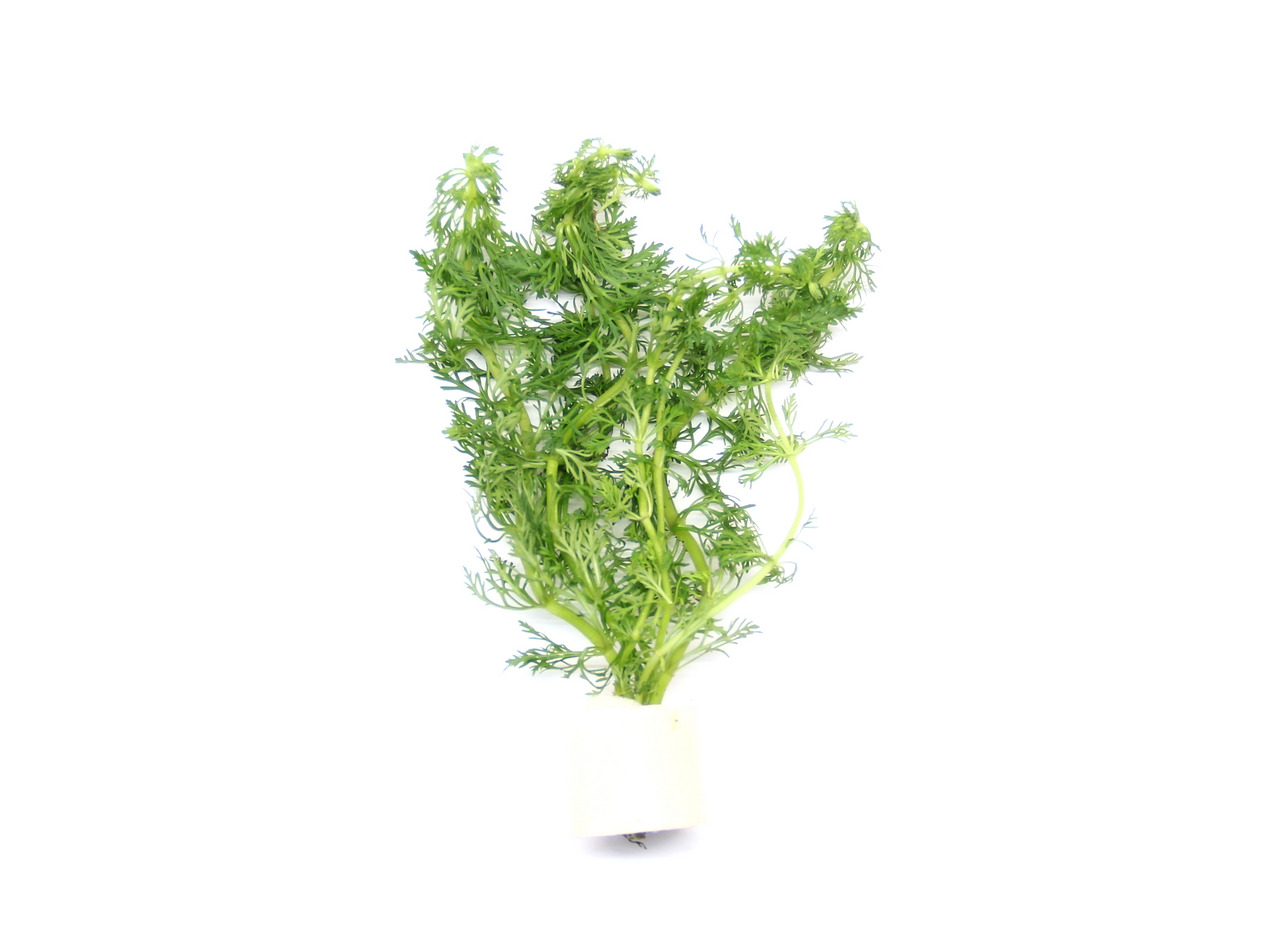 Ein frischer Bund Dill, der aufrecht steht und in einem weißen Papierband zusammengehalten wird. Die grünen, filigranen Blätter sind detailliert sichtbar und heben sich vor einem weißen Hintergrund ab. Das Bild zeigt die Frische und Qualität des Krauts, i