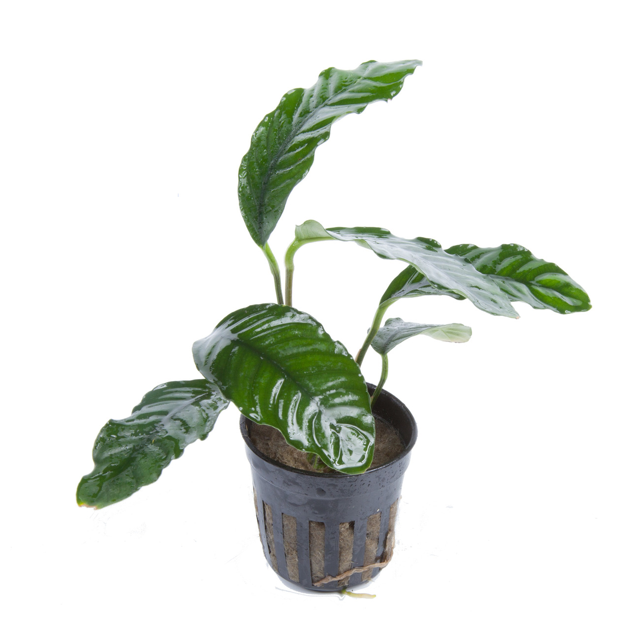 Tropica Anubias barteri var. caladiifolia, für Süßwasseraquarien, dunkelgrüne Blätter, im schwarzen Kunststofftopf.