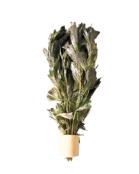 ALOHA Kräuterbündel, für Kleintiere (Kaninchen, Meerschweinchen), Geschmacksrichtung Wermut, natürl. Snack/Beschäftigungsmaterial.