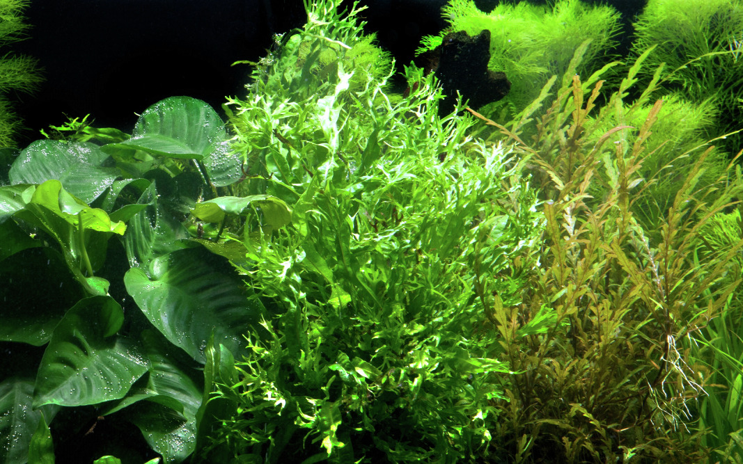 Üppige Unterwasserlandschaft mit Anubias & Javafarn, sattem Grün, gesund & lebendig, harmonische Atmosphäre mit feinen Blättern.