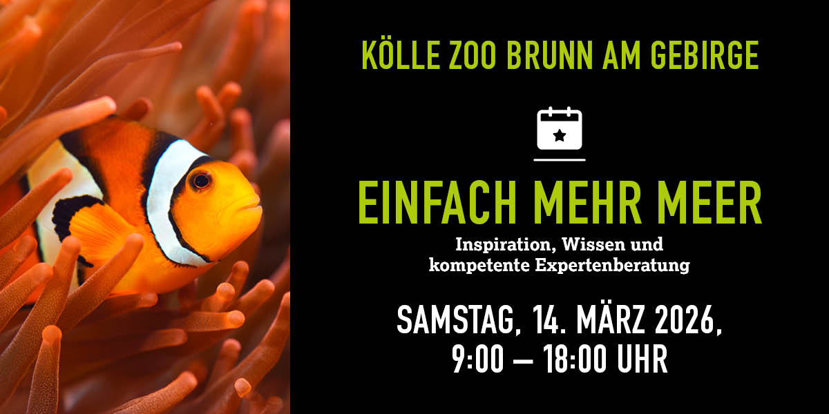 Clownfisch in Anemone, Eventdetails und Vorteile rechts.