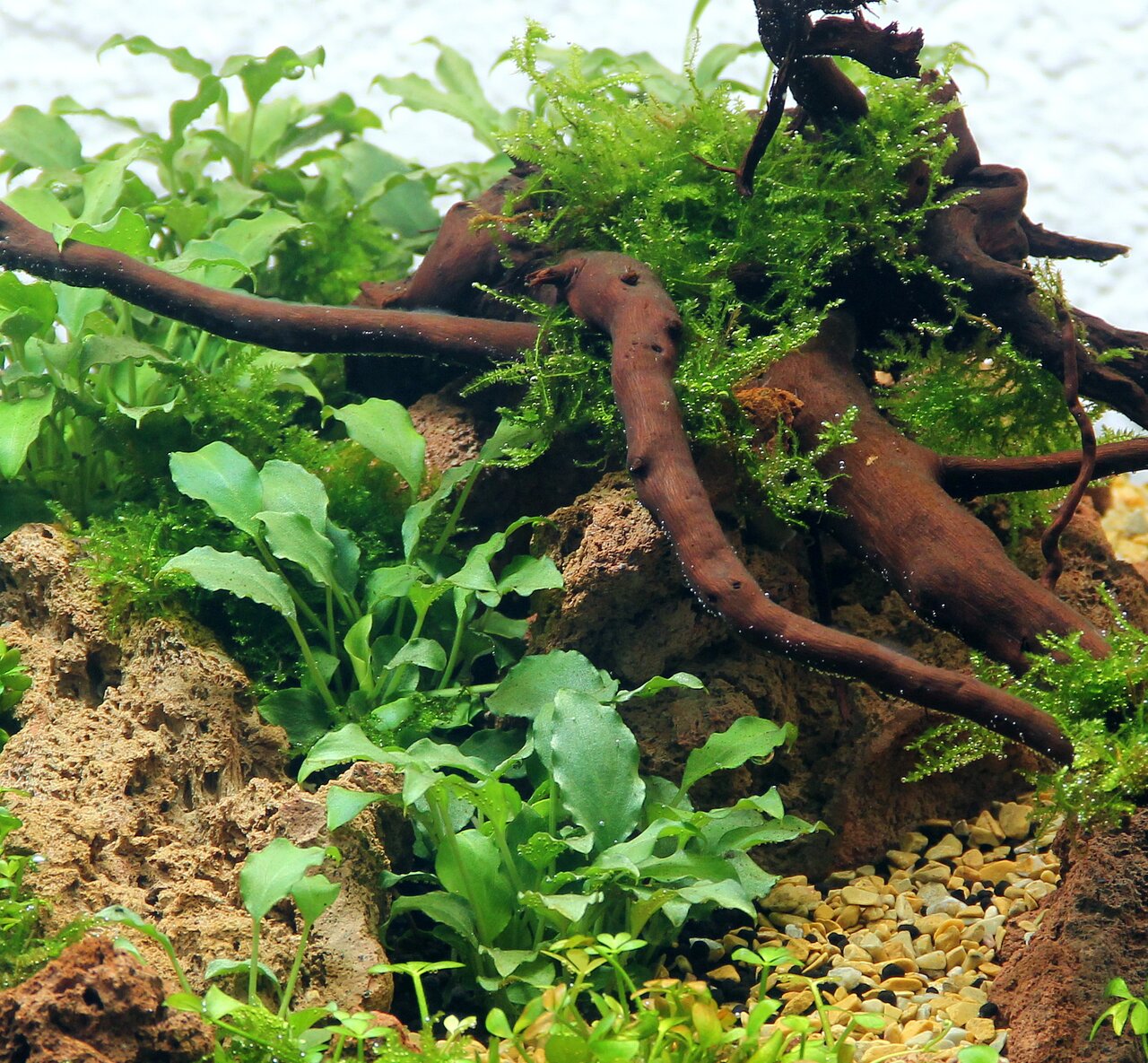 Aquariendeko mit natürlichen Elementen: grüne Wasserpflanzen, poröse Steine, Moos-Holz, heller Kiesboden. Perfekt für Aquarien.