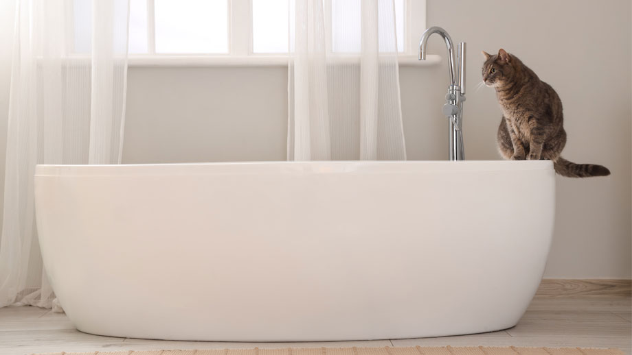 Eine Katze sitzt am Rand einer freistehenden Badewanne und schaut hinein. 