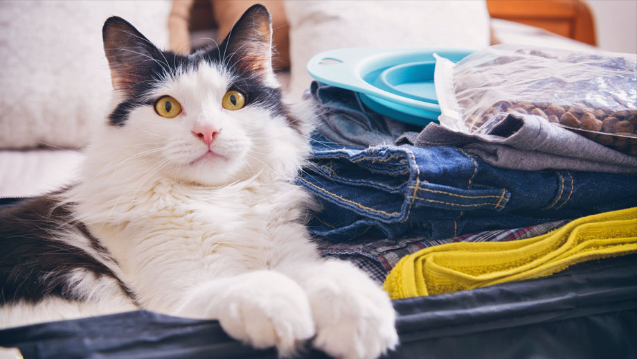 Schwarzweiße Katze liegt in einem gepackten Koffer