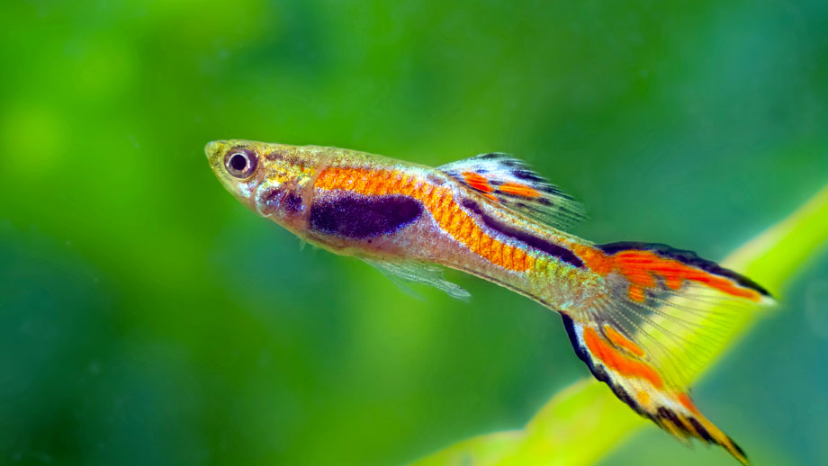 Stark gemusterter männlicher Endler Guppy