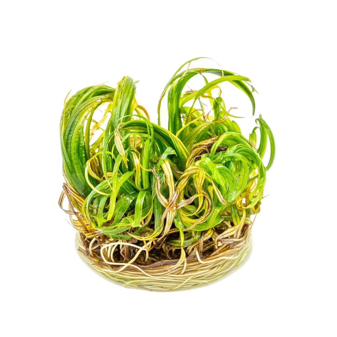 ALOHA Blyxa japonica Cup C132