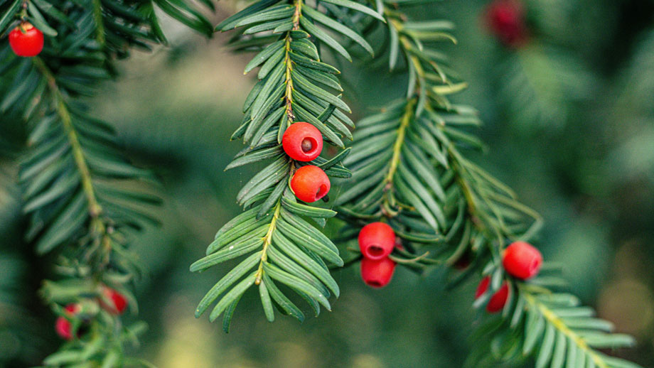 Ast mit Beeren einer Eibe