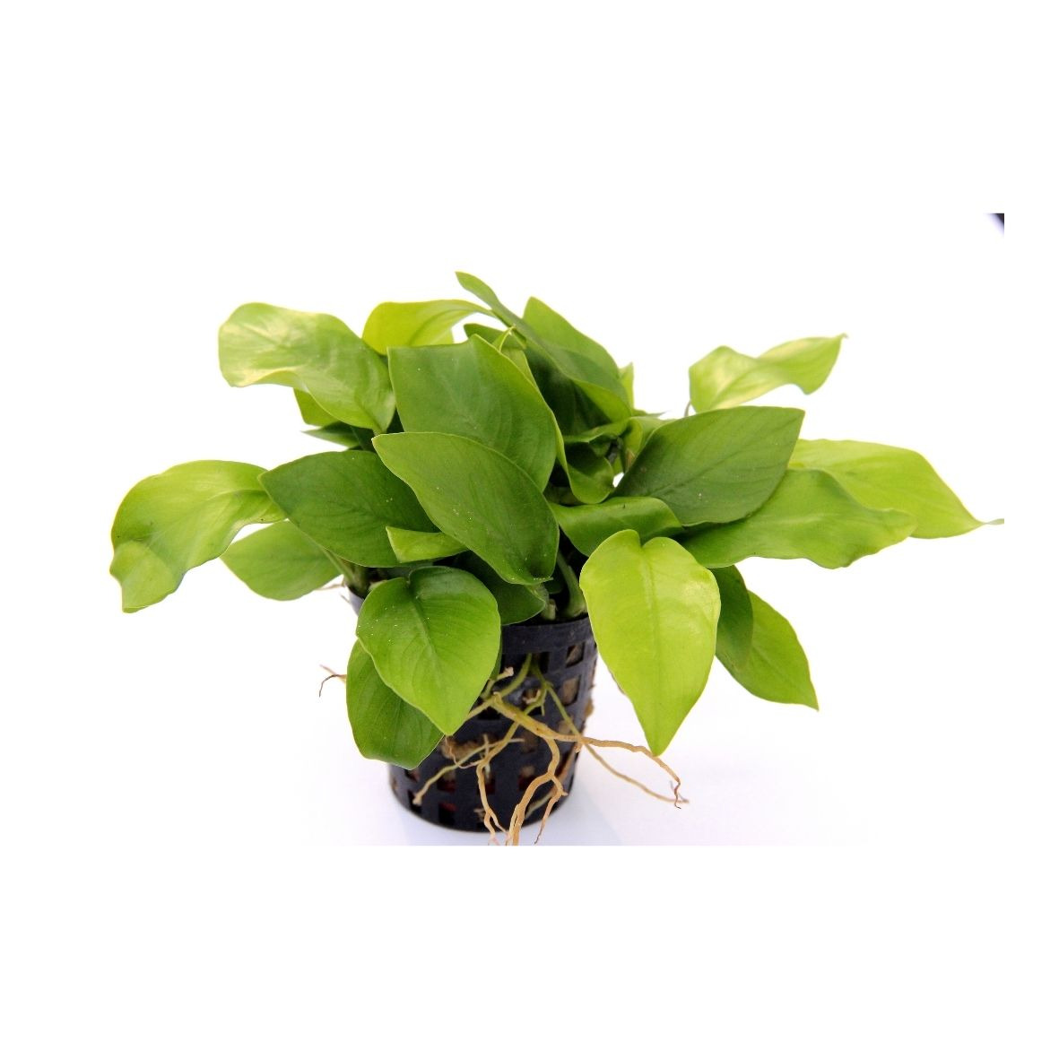 ALOHA Anubias barteri var. nana GOLD