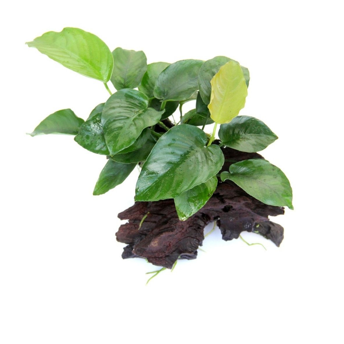 ALOHA Anubias barteri auf Wurzel