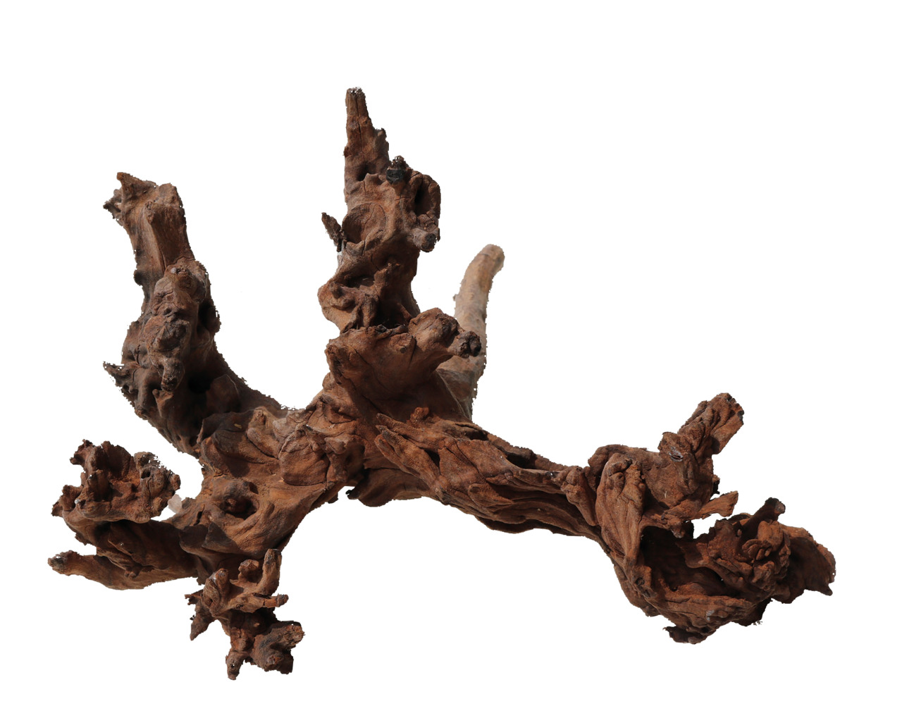 amtra Naturholz Mystic Wood 30 - 40 cm