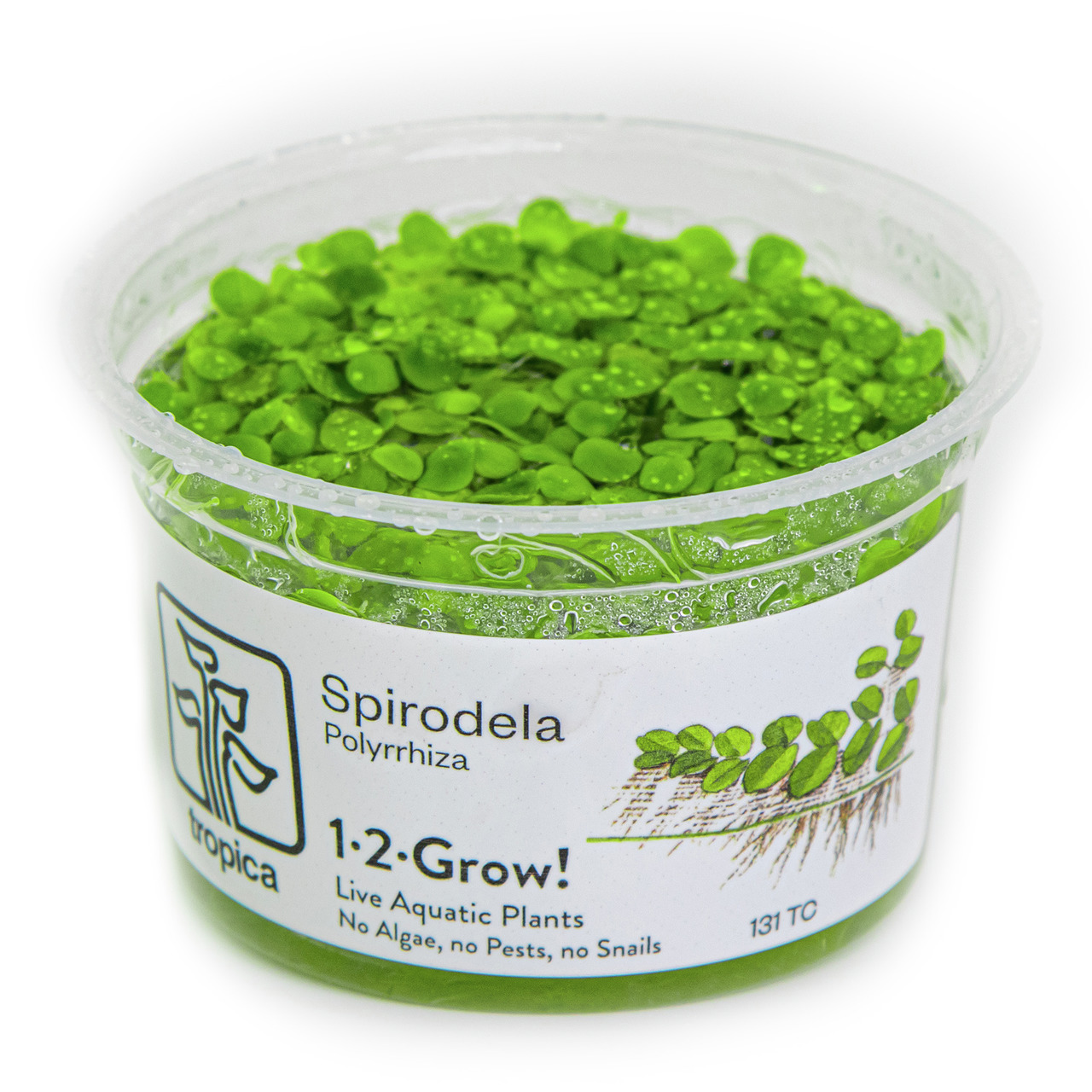 Tropica Spirodela Polyrrhiza 1·2·Grow! für Aquarien, algen-, schnecken- & schädlingsfrei, 131 TC.
