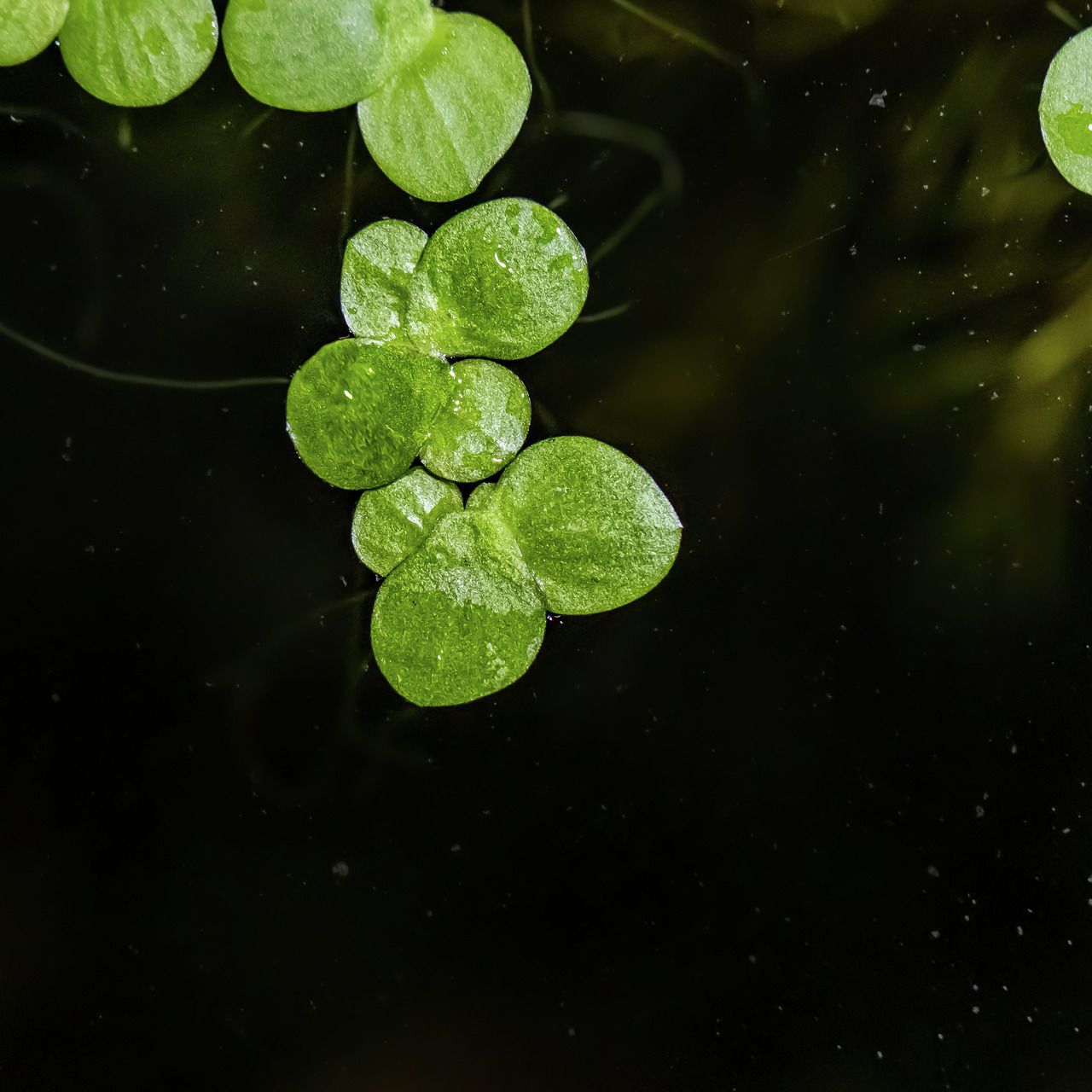 Das Bild zeigt eine Nahaufnahme der Wasserpflanze Tropica Hemianthus callitrichoides, auch bekannt als Zwerg-Perlkraut. Die kleinen, runden, leuchtend grünen Blätter schweben auf dunklem Hintergrund im Wasser. Diese Pflanze eignet sich ideal für Aquarien 