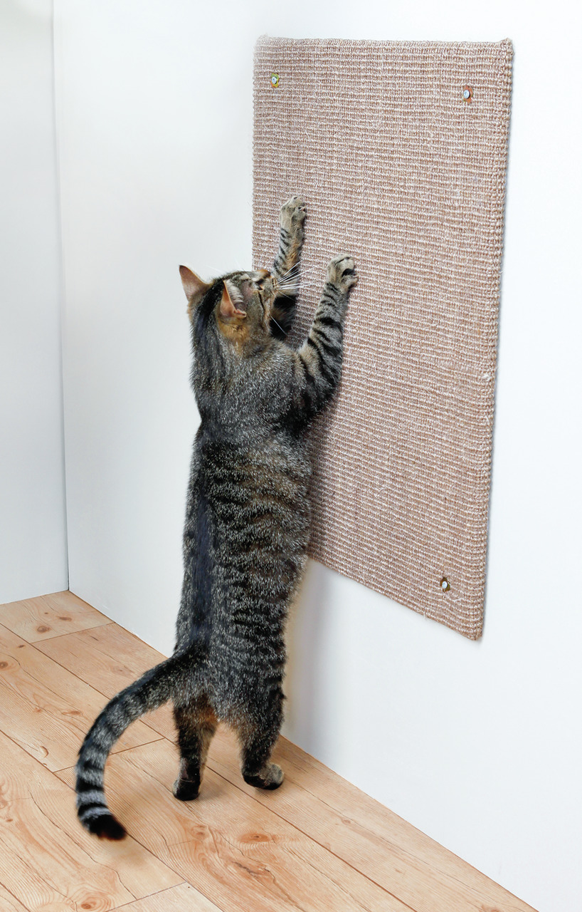 Ein getigerter Hauskater kratzt an einer an der Wand befestigten Kratzmatte aus robustem Sisal. Das Produkt ist die TRIXIE Kratzmatte für Katzen, ideal für alle Katzenrassen. Sie schützt Wände vor Kratzspuren und bietet eine artgerechte Beschäftigung. Maß