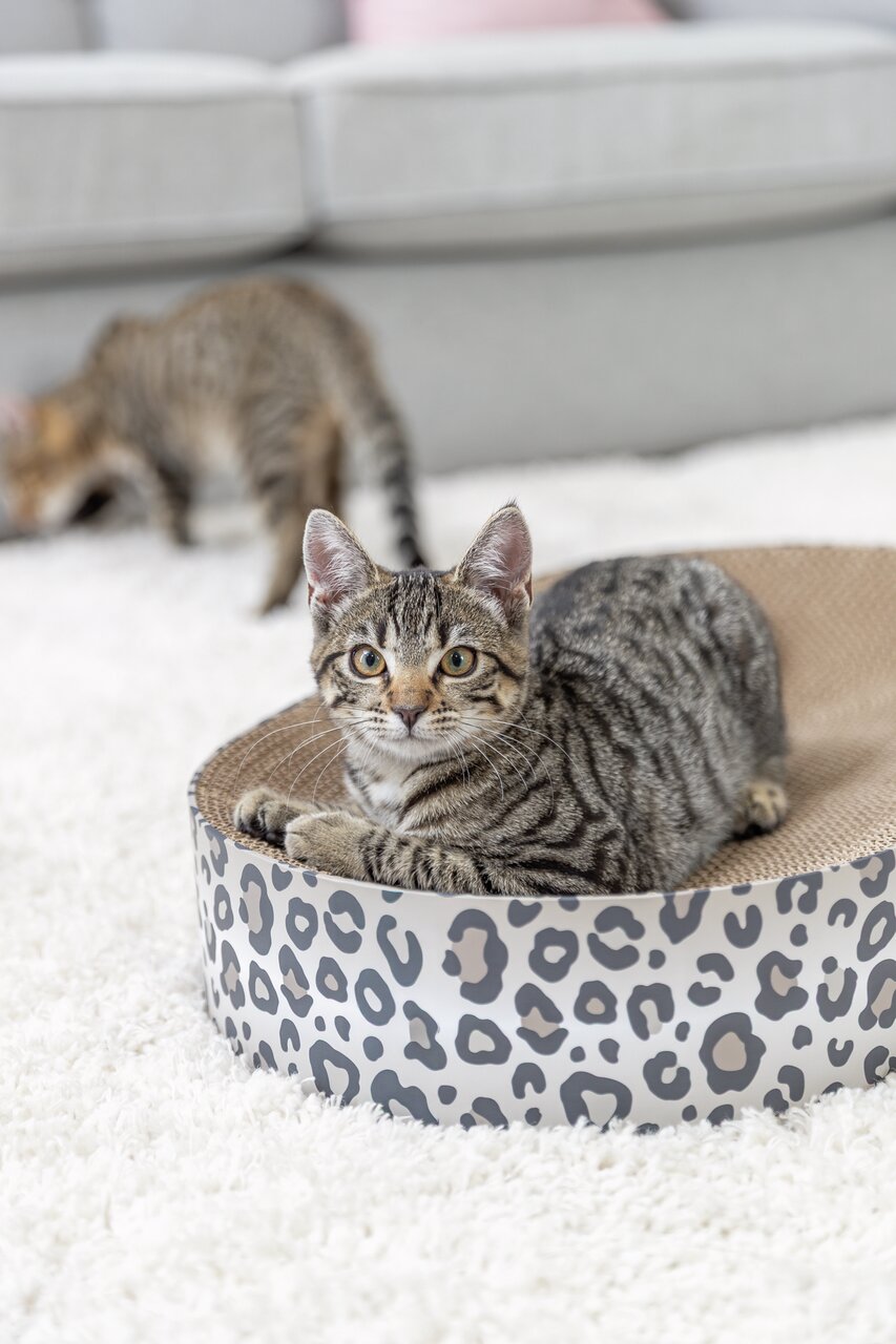 Eine Katze liegt in einem TRIXIE Kratzbett mit Leopardenmuster, Zielgruppe: Katzen, Menge: 1 Stück, für gemütliches Kratzen.