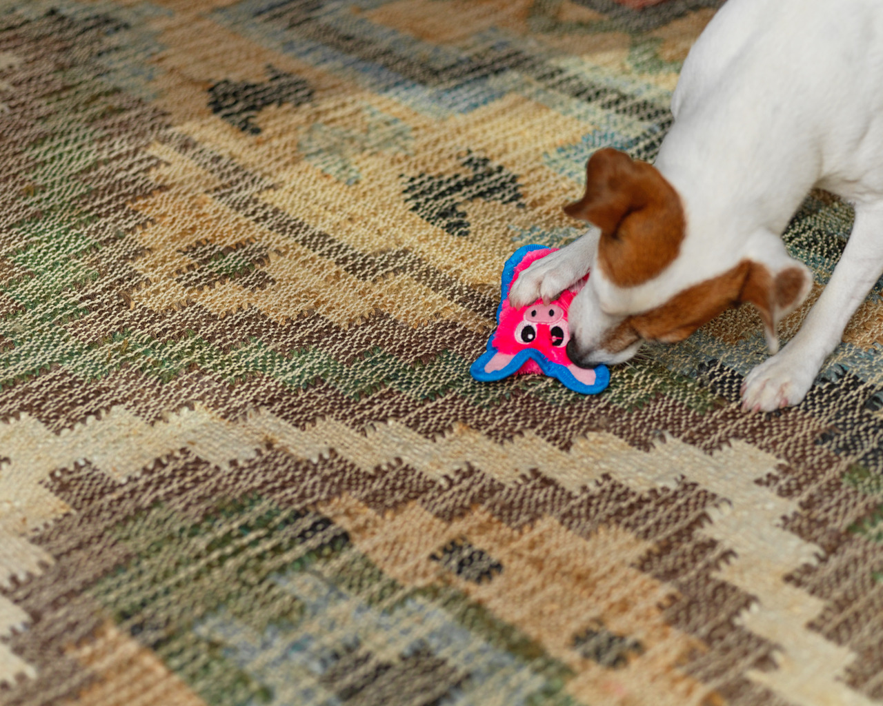 Outward Hound Hundespielzeug, rosa Schwein mit blauen Akzenten, für Hunde, fördert aktives Spielen & Unterhaltung.