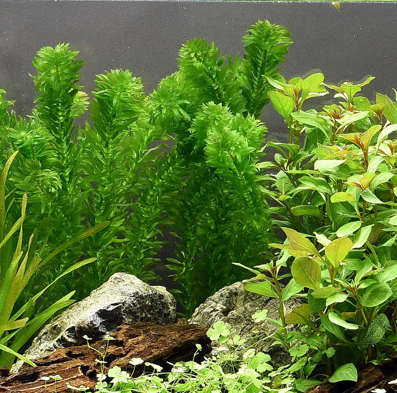 Das Bild zeigt ein üppig bepflanztes Aquarium mit verschiedenen Wasserpflanzen, darunter dichte grüne Büschel von Elodea (Wasserpest) und andere Arten. Im Vordergrund sind dekorative Steine und Holzstücke zu sehen, die eine natürliche Unterwasserlandschaf