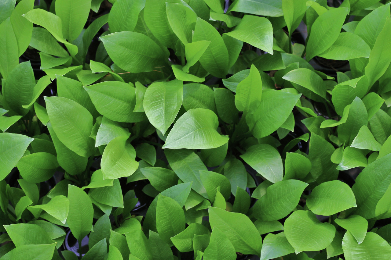 Nahaufnahme leuchtend grüner, ovaler Blätter mit glatter Oberfläche