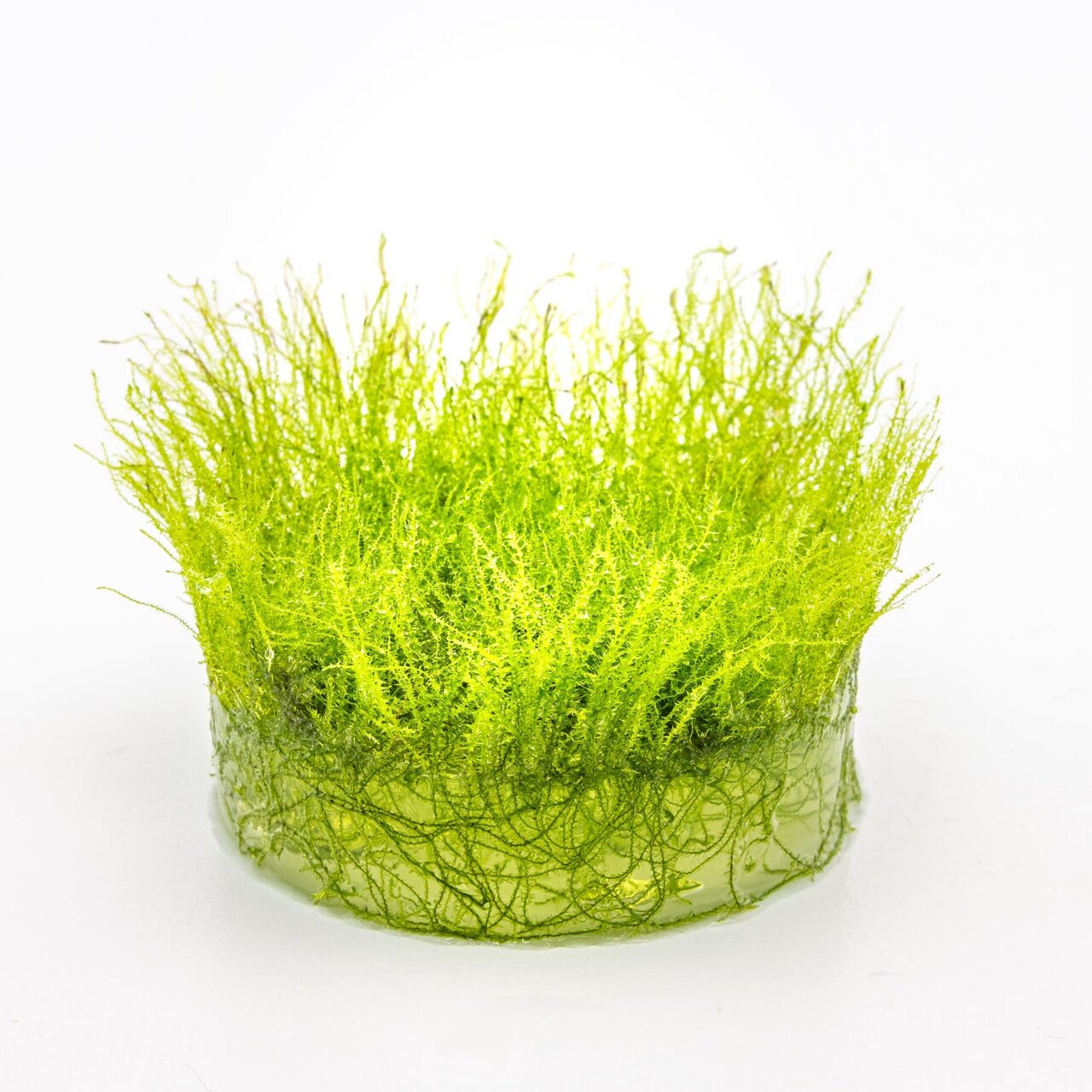 Das Bild zeigt ein leuchtend grünes Moos, das in einer transparenten, runden Schale präsentiert wird. Es handelt sich um das Produkt "ALOHA Moos" mit der EAN 4251127239880. Dieses Moos ist ideal für Aquarien und Terrarien geeignet und bietet eine natürlic