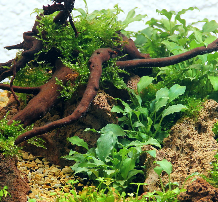 Detailreiches Aquarium mit Pflanzen, Moos, Wurzeln & Steinen, schafft naturnahe Unterwasserlandschaft, ideal für Aquarienfans.