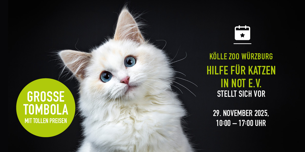 Weiße Katze schaut frontal in Kamera, Große Tombola, Eventdetails und Infos rechts.