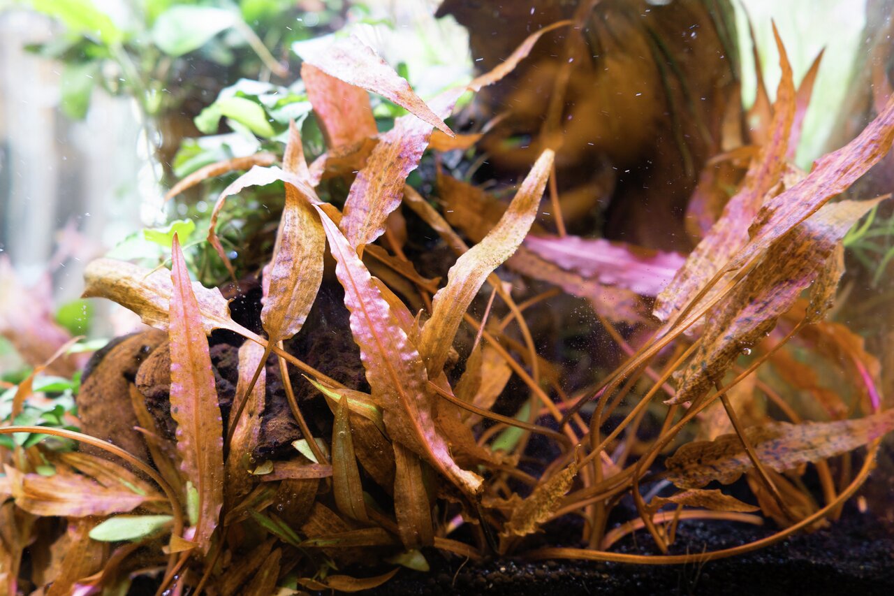 Cryptocoryne, Aquarium-Pflanze mit langen, schmalen, rötlich-braunen Blättern, gewelltem Rand, ideal für naturnahe Aquarien.