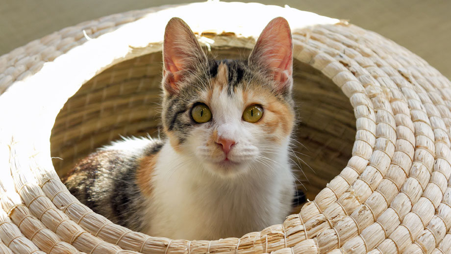 Gescheckte Katze sitzt in einem Korb und schaut in Kamera