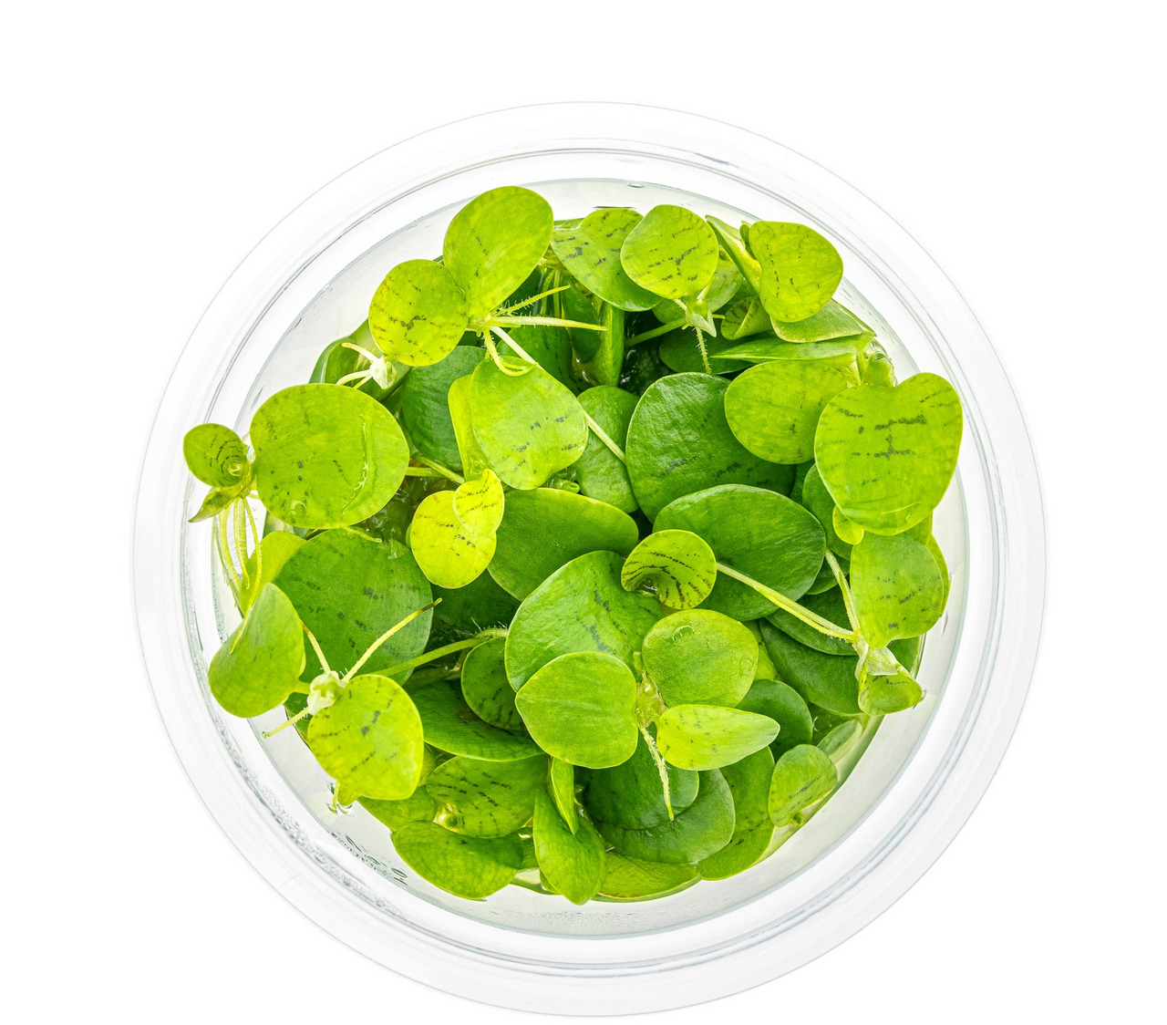 ALOHA Wasserpflanzen, für Aquarien, Dekoration & Sauerstofflieferant, kräftig grün, gesunde Qualität, im transparenten Behälter.