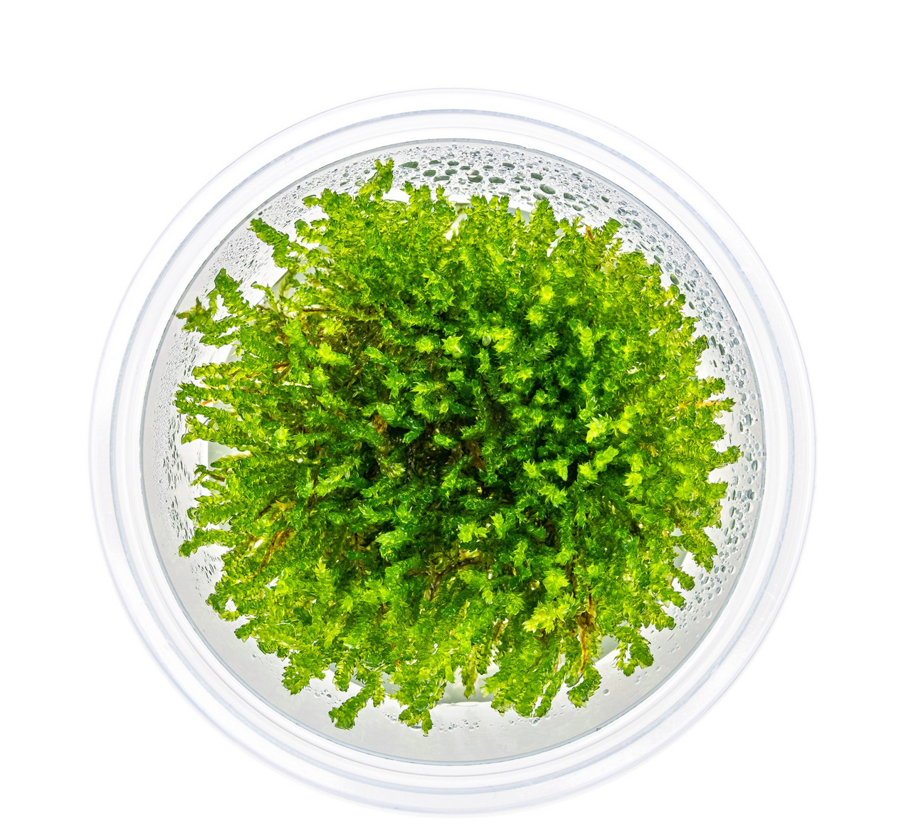 ALOHA Moos für Aquarienliebhaber, dekorativ & natürl. Lebensraum für Fische/Garnelen, im transparenten Kunststoffbehälter.