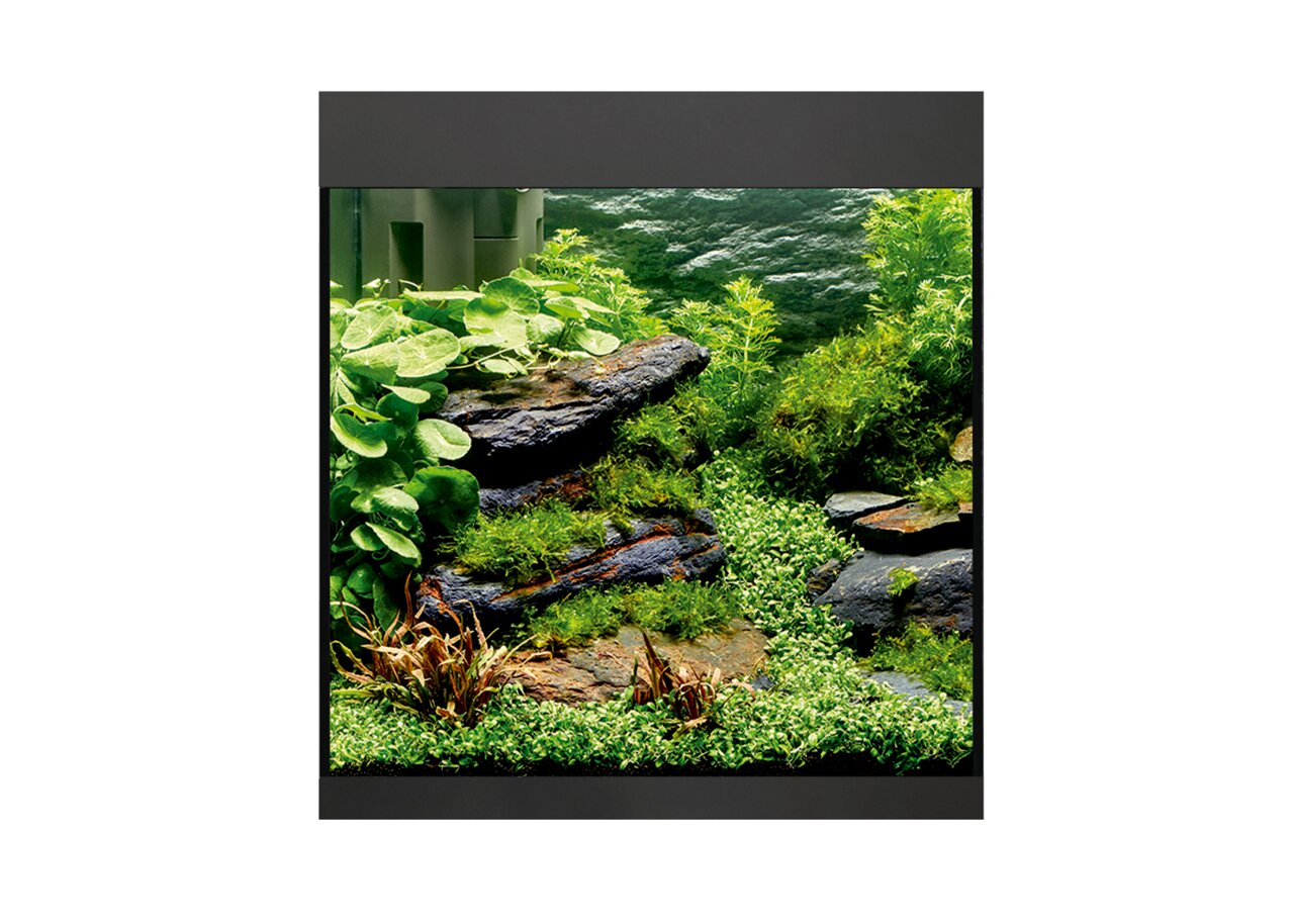 Oase Aquarium, für Aquaristik-Enthusiasten, mit Pflanzen, Steinen & Moosen, naturnahe Gestaltung, ästhetisch & gesund für Fische.