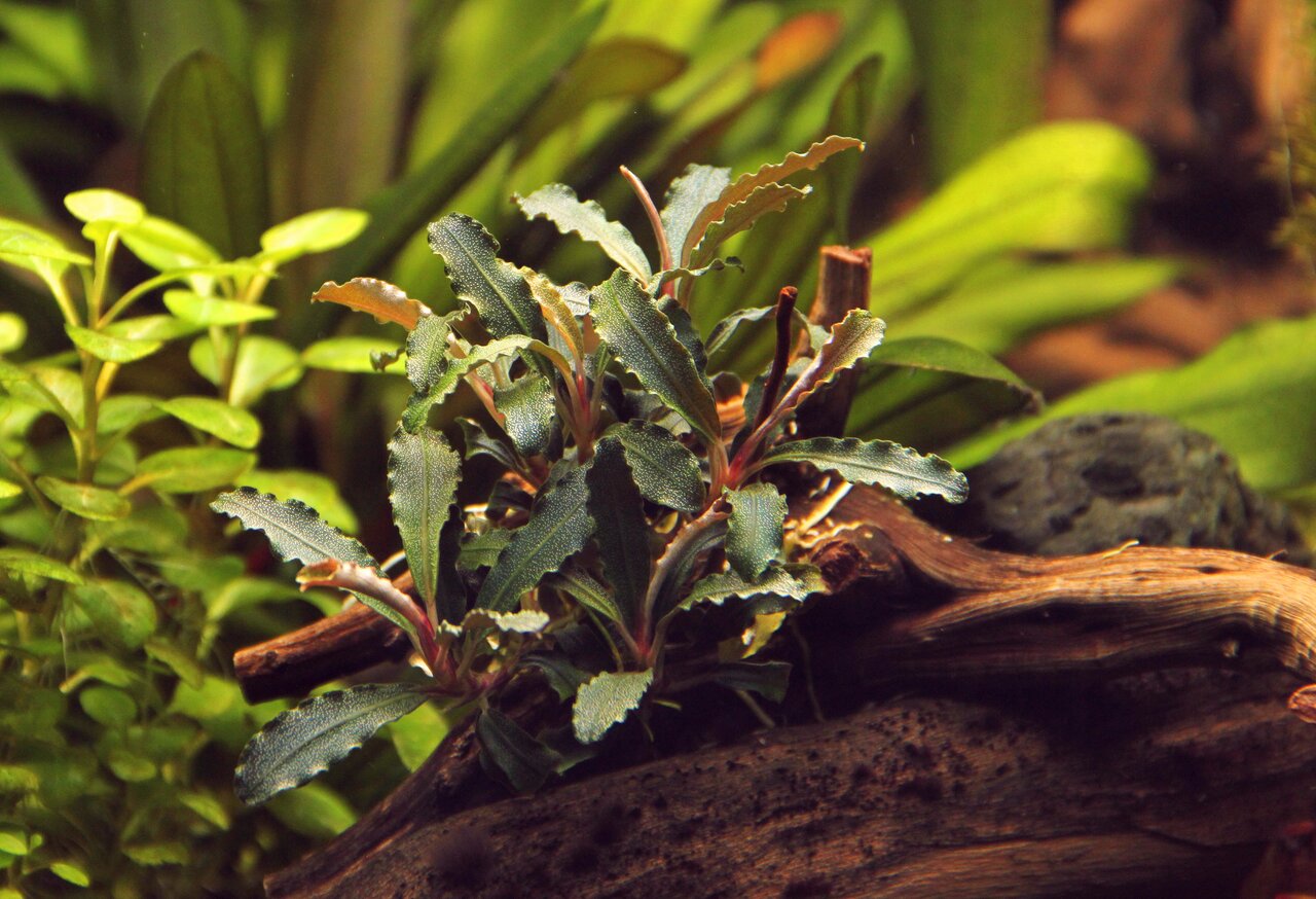 ALOHA Aquarienpflanze auf Treibholz, für Aquarienliebhaber, natürliche Deko für Süßwasseraquarien.