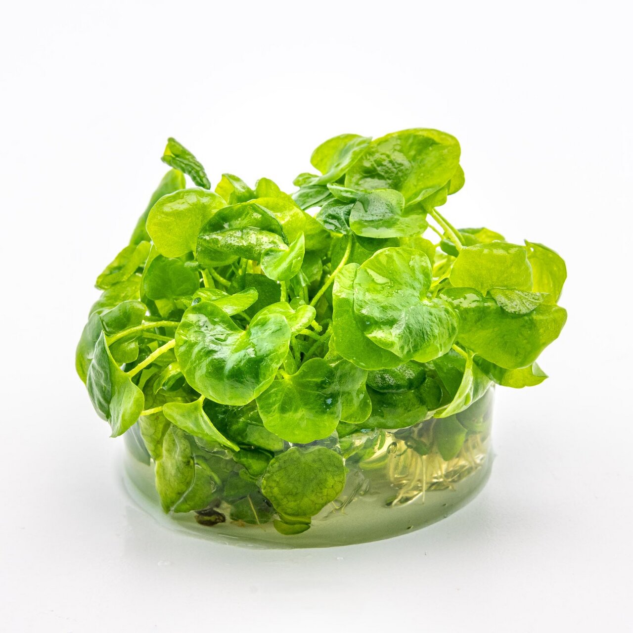 Frische grüne Wasserkresse im Glasbehälter, ideal für Salate/Garnierungen. Saftige, knackige Blätter in lebendigem Grün.