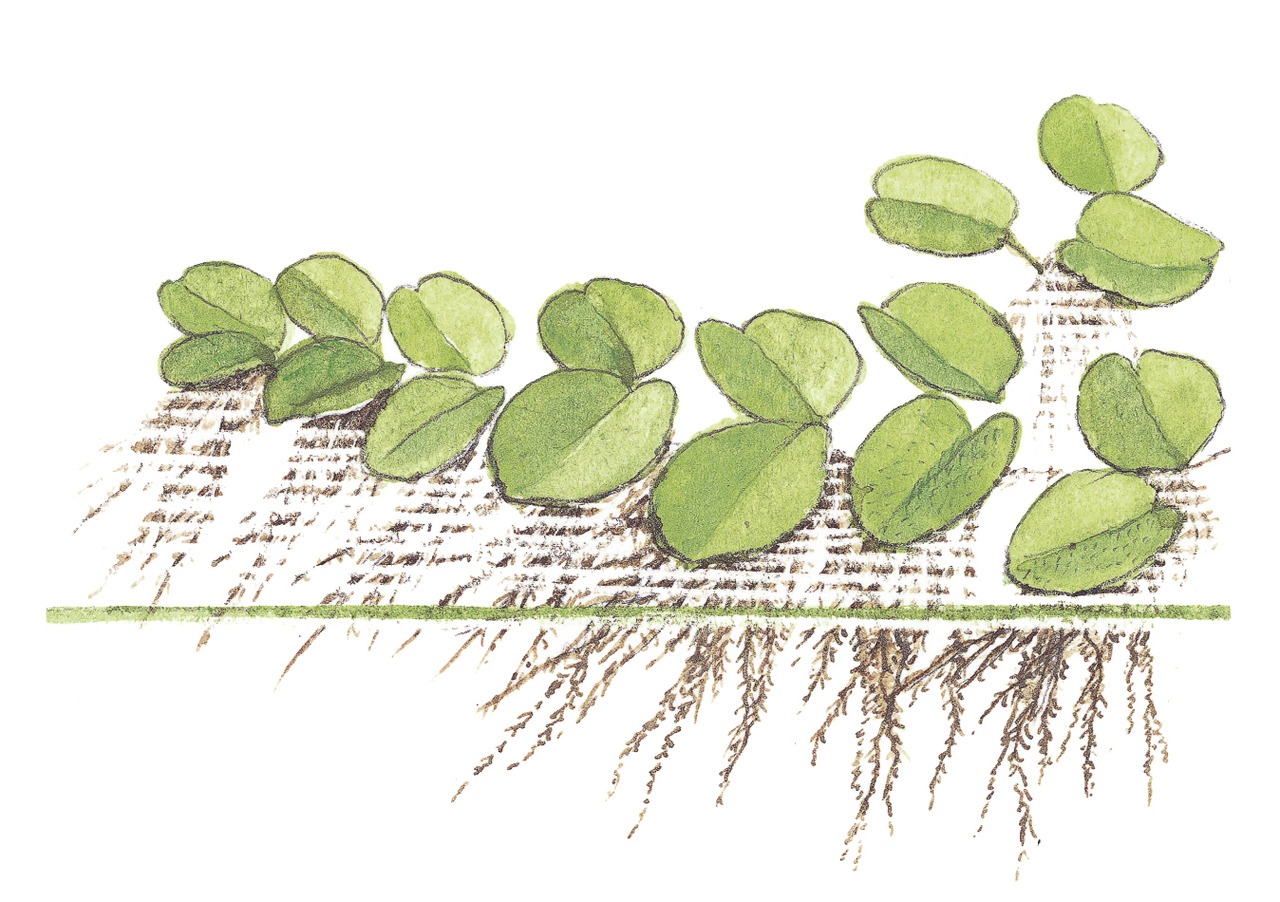 Spirodela polyrrhiza 1-2-GROW