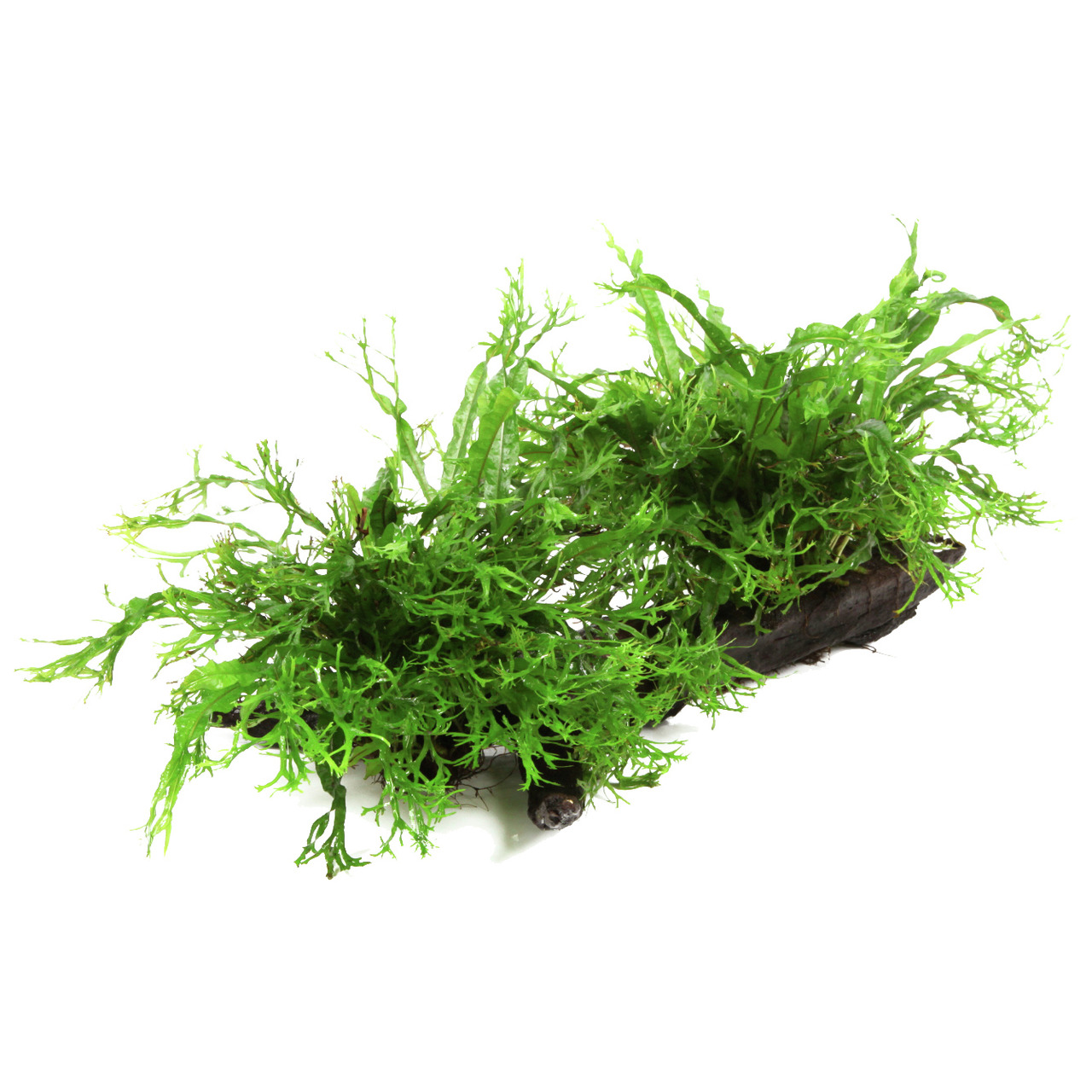 Tropica Taxiphyllum barbieri, Moos auf Holz, für Süßwasseraquarien, pflegeleicht, fördert Ökosystem, für Aquarienbesitzer.