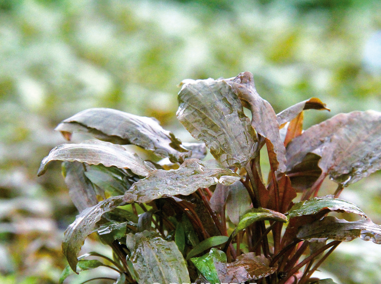 Cryptocoryne wendtii 'Brown', Aquarienpflanze, braun-grüne, wellige Blätter, feuchte Umgebung, ideal für Aquarien.