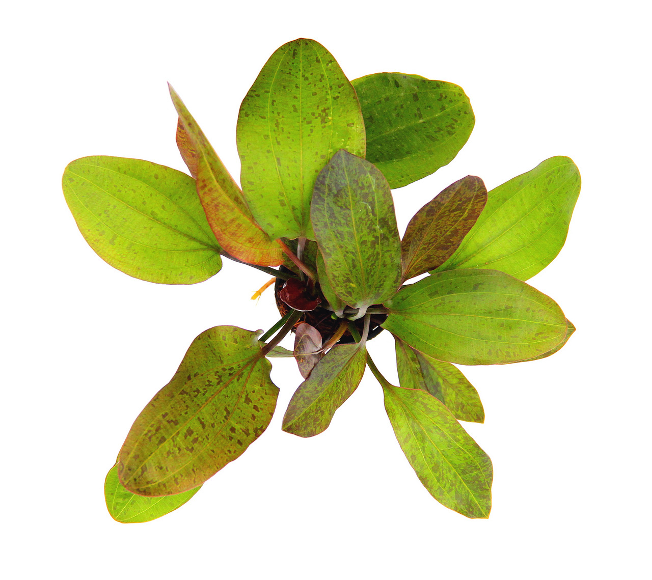 Echinodorus Ozelot, Wasserpflanze für Aquarien, dekorativ, Versteck für Fische, gesunde, kräftige Pflanze mit gesprenkelten Blättern.