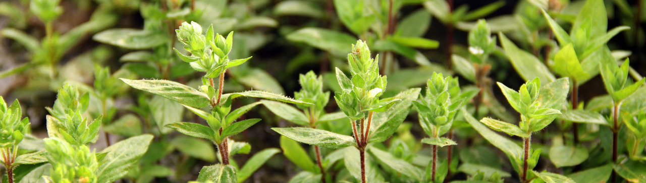 ALOHA Staurogyne repens PG6 Bild 3