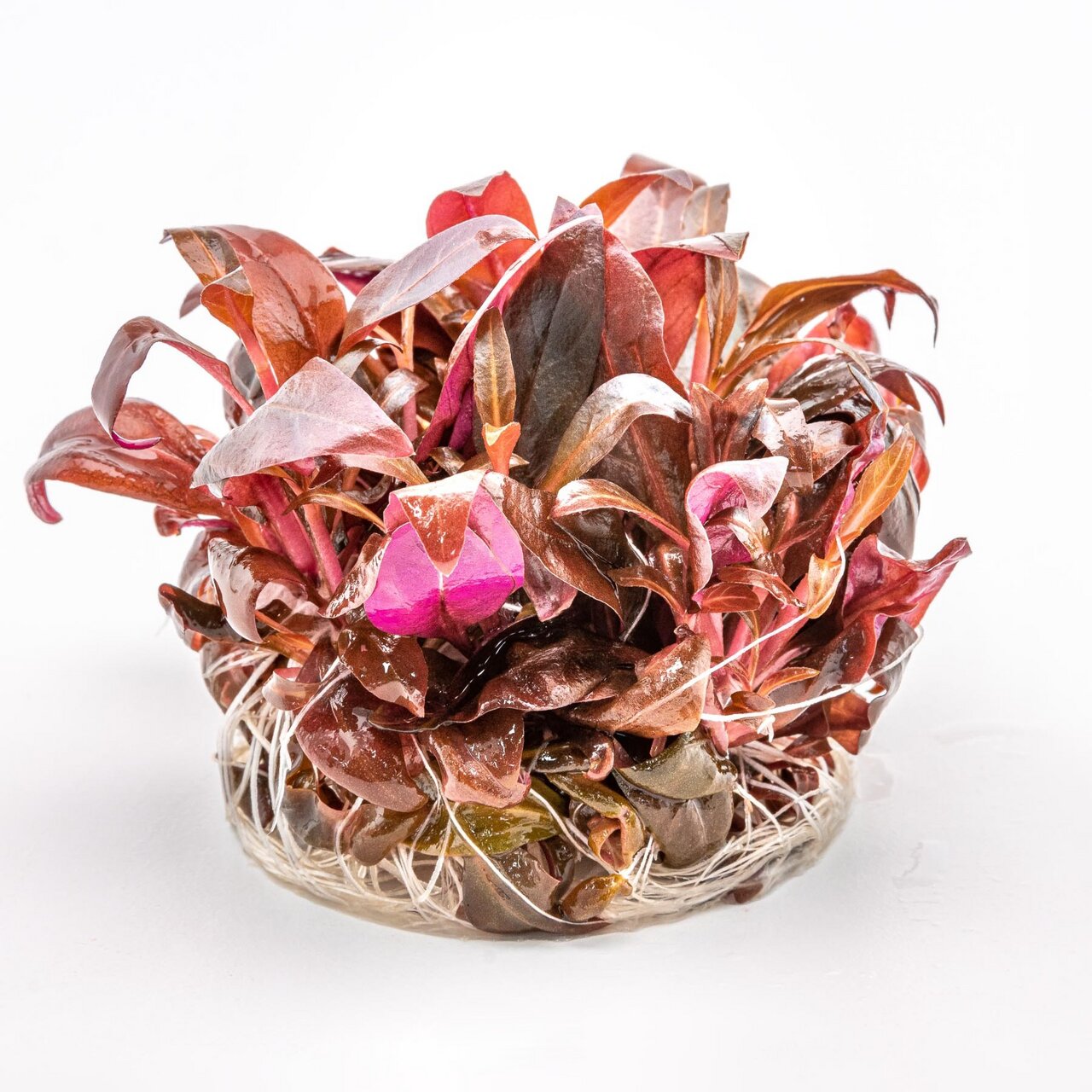 Das Bild zeigt eine Wasserpflanze der Marke ALOHA, die speziell für Aquarien geeignet ist. Die Pflanze hat leuchtend rote und rosa Blätter mit einer kräftigen Struktur und ist in einem transparenten Wurzelballen eingebettet. Sie dient als dekoratives Elem