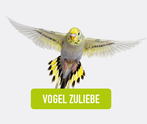 Gelber Wellensittich im Flug, Text: VOGEL ZULIEBE