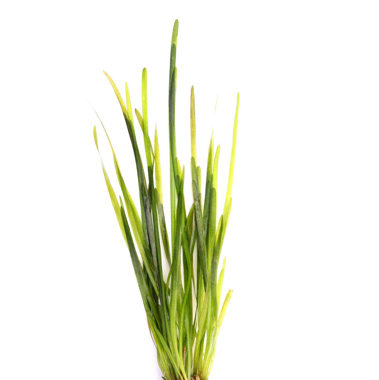 Das Bild zeigt frisches Katzengras der Marke ALOHA, geeignet für Katzen als Zielgruppe. Das Katzengras dient zur Unterstützung der Verdauung und zur Förderung des natürlichen Haarballenauswurfs. Die Halme sind grün, saftig und frisch, ideal für die Gesund
