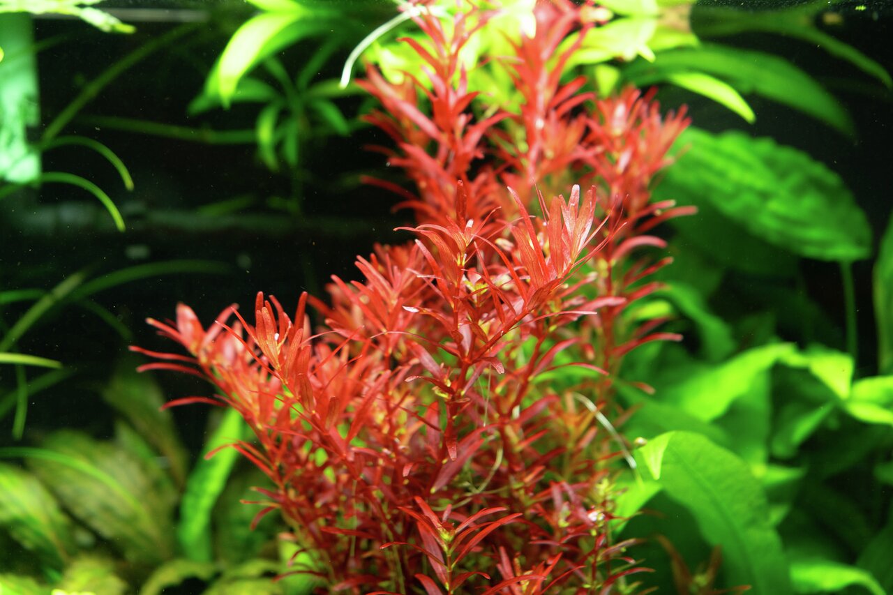 ALOHA Rotala rotundifolia BLOOD RED C154