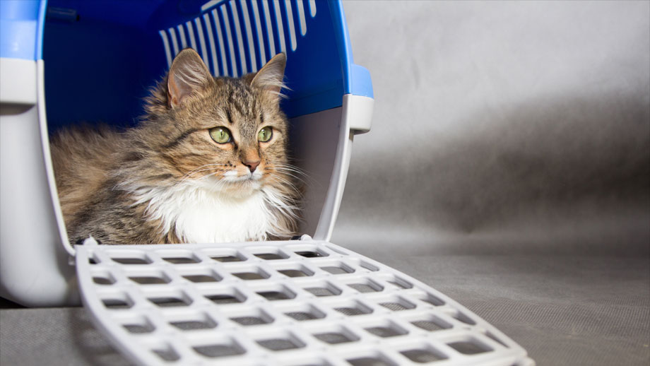 Katze  liegt in geöffneter Transportbox