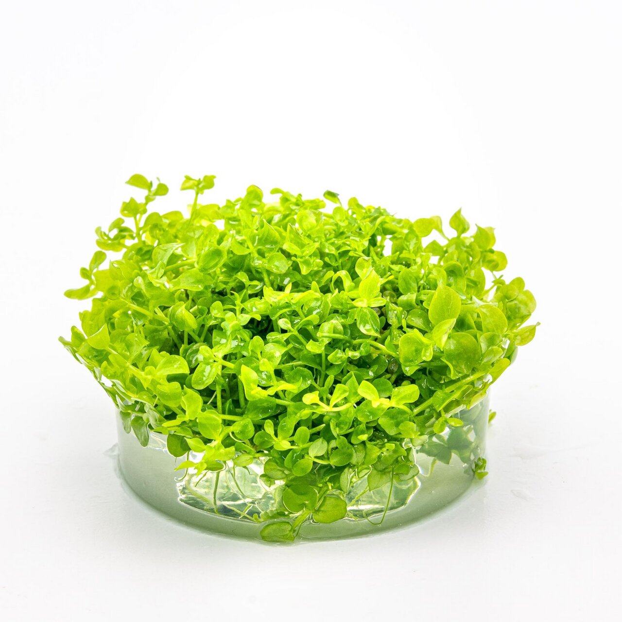 Micranthemum 'Monte Carlo', Aquarienpflanze, leuchtend grün, kompakte Matte, ideal f. Unterwasserlandschaften, im Glasbehälter.