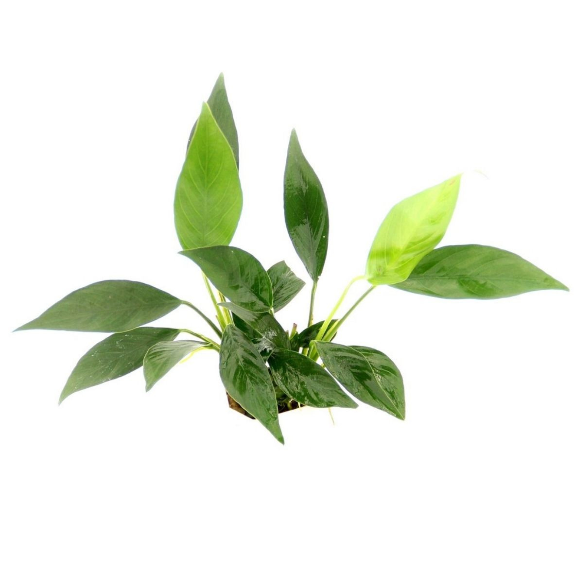 ALOHA Anubias barteri var. Glabra